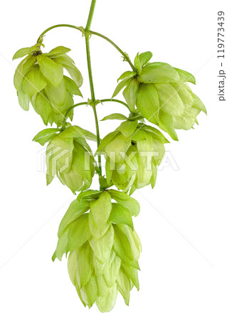 Hop cones branch isolated on white background. Beer brewing ingredients 119773439