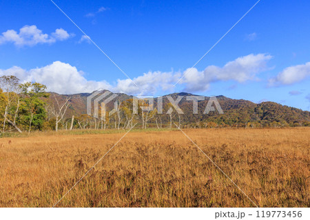 秋の尾瀬　草紅葉と森の紅葉　竜宮〜見晴 119773456
