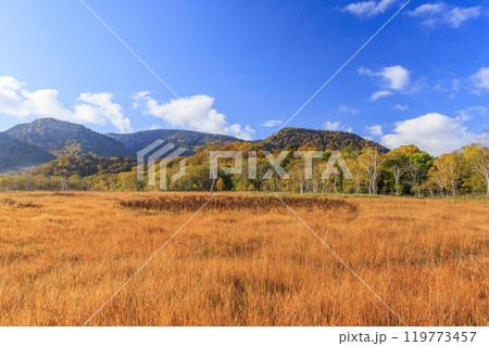秋の尾瀬　草紅葉と森の紅葉　竜宮〜見晴 119773457