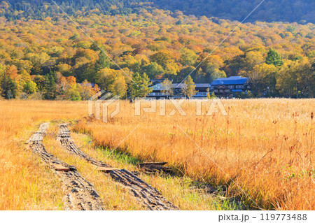 秋の尾瀬　草紅葉と森の紅葉　竜宮〜見晴 119773488