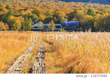 秋の尾瀬　草紅葉と森の紅葉　竜宮〜見晴 119773493