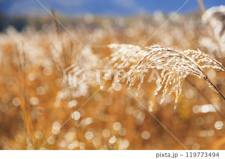 秋の尾瀬 草紅葉と森の紅葉 竜宮〜見晴 秋の尾瀬 草紅葉と森の紅葉 竜宮〜見晴 119773494