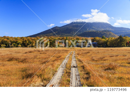 秋の尾瀬　草紅葉と森の紅葉　竜宮〜見晴 119773496