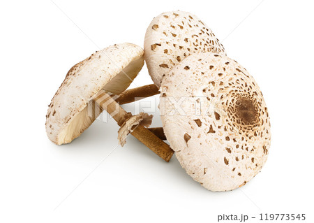 Parasol mushroom or Macrolepiota procera isolated on white background 119773545