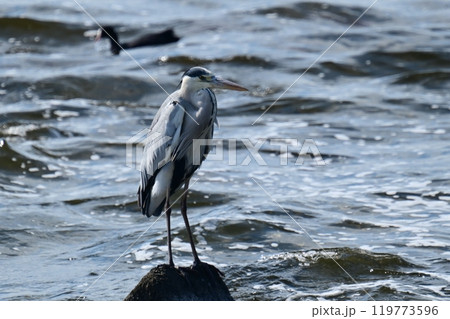 アオサギ(Ardea cinerea) 119773596