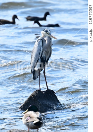 アオサギ(Ardea cinerea) アオサギ(Ardea cinerea) 119773597