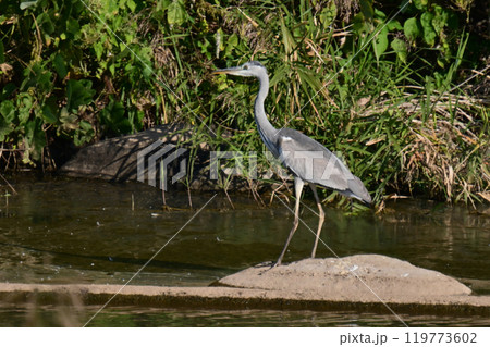 アオサギ(Ardea cinerea) 119773602