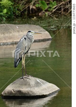 アオサギ(Ardea cinerea) 119773603