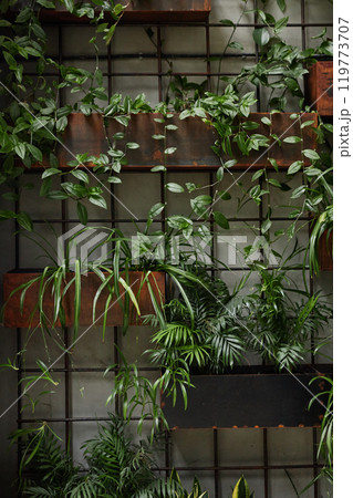 Vertical living green wall with potted plants mounted on wire grid as indoor decoration for office or home interior, copy space Vertical living green wall with potted plants mounted on wire grid as indoor decoration for office or home interior, copy space 119773707