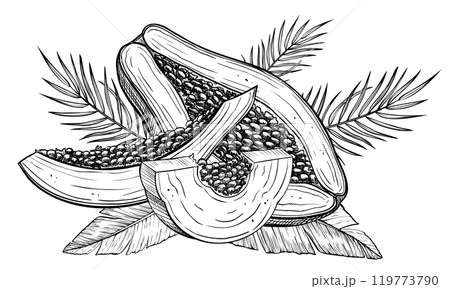 Vector illustration of Papaya Fruits with palm leaves in linear style. Food etching of pawpaw plant painted by black inks. Outline Drawing of exotic tropical dessert. Sketch for production label. Vector illustration of Papaya Fruits with palm leaves in linear style. Food etching of pawpaw plant painted by black inks. Outline Drawing of exotic tropical dessert. Sketch for production label. 119773790
