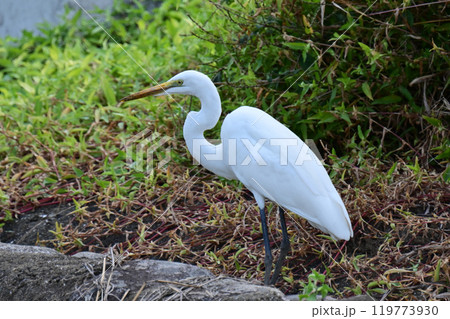 シラサギ(Egret) シラサギ(Egret) 119773930