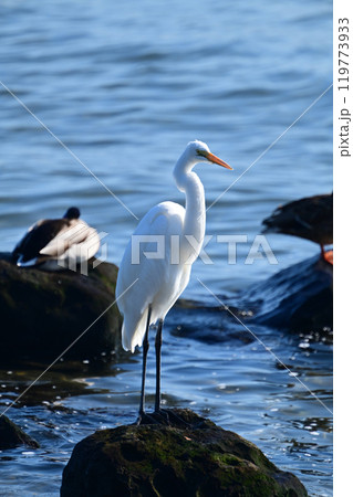 シラサギ(Egret) 119773933