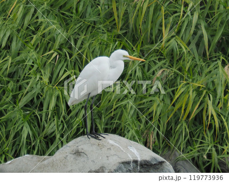 シラサギ(Egret) シラサギ(Egret) 119773936