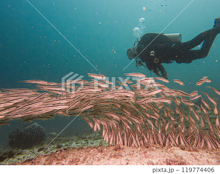 Juvenile Plotosus lineatus or striped eel catfish at a scuba dive in Puerto Galera, Philippines 119774406