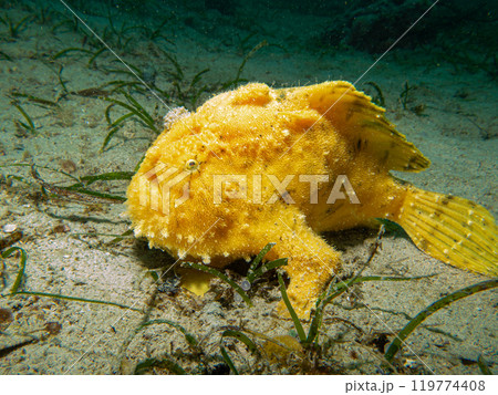 Yellow Giant Frogfish, Antennarius commerson, Puerto Galera, Philippines 119774408