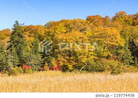 秋の尾瀬　草紅葉と森の紅葉　見晴〜赤田代 119774456