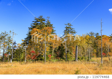 秋の尾瀬 草紅葉と森の紅葉 見晴〜赤田代 秋の尾瀬 草紅葉と森の紅葉 見晴〜赤田代 119774468