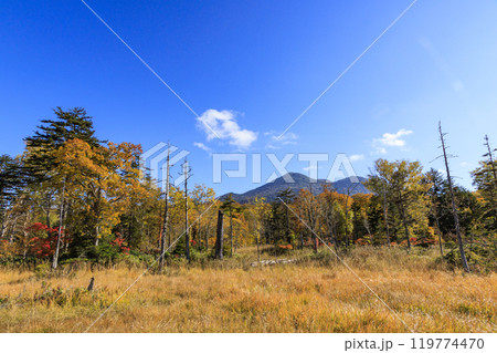 秋の尾瀬　草紅葉と森の紅葉　見晴〜赤田代 119774470