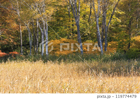秋の尾瀬 草紅葉と森の紅葉 見晴〜赤田代 秋の尾瀬 草紅葉と森の紅葉 見晴〜赤田代 119774479