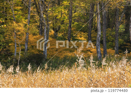 秋の尾瀬　草紅葉と森の紅葉　見晴〜赤田代 119774480