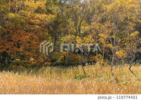 秋の尾瀬 草紅葉と森の紅葉 見晴〜赤田代 秋の尾瀬 草紅葉と森の紅葉 見晴〜赤田代 119774481
