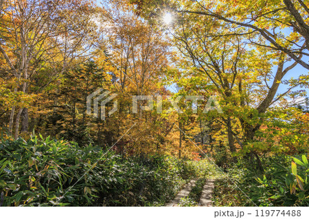 秋の尾瀬　草紅葉と森の紅葉　見晴〜赤田代 119774488