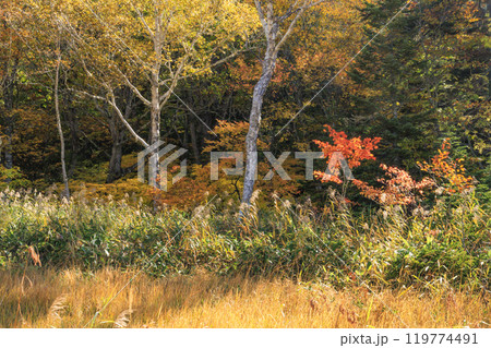 秋の尾瀬　草紅葉と森の紅葉　見晴〜赤田代 119774491