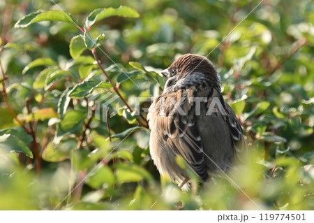 かわいいスズメ（雀/sparrow) 119774501