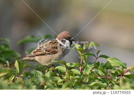 かわいいスズメ(雀/sparrow) かわいいスズメ(雀/sparrow) 119774503