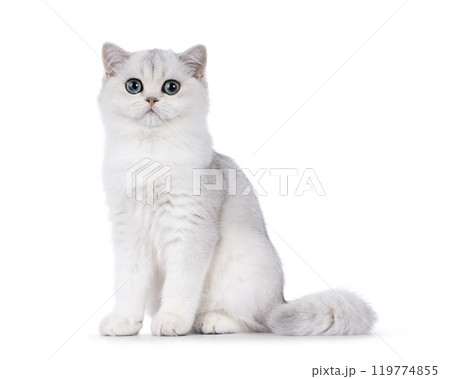 British Shorthair cat on white background 119774855