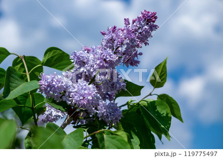 A branch of lilac against a blue sky with clouds 119775497