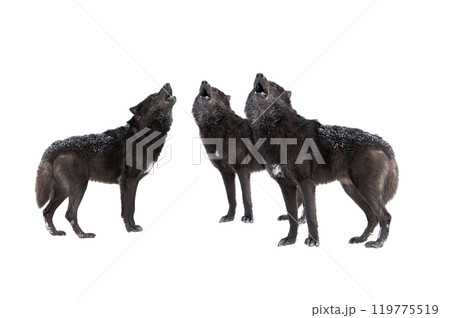 three howling wolf winter isolated on a white background. 119775519