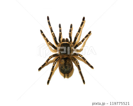 Tarantula spider isolated on white background 119775521