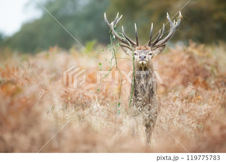 Dominant red deer stag standing with grass on antlers during the rut in autumn Dominant red deer stag standing with grass on antlers during the rut in autumn 119775783