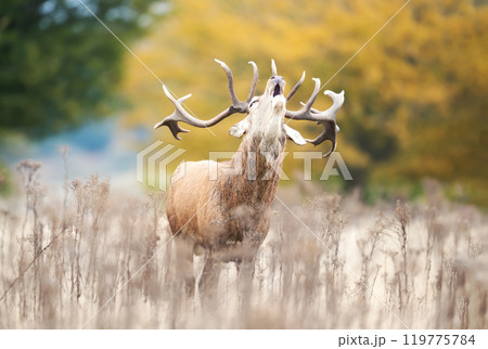 Red deer stag calling during the rut in autumn Red deer stag calling during the rut in autumn 119775784