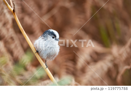 Long-tailed tit perched on a twig 119775788