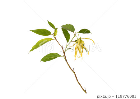Cananga odorata flower plant Cananga odorata flower plant 119776083
