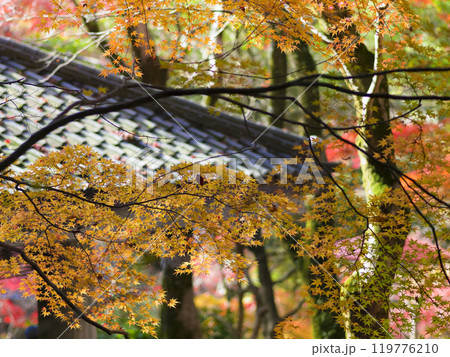 神戸・瑞宝寺公園を彩る紅葉 fall foliage in Zuihoji Park, Japan 神戸・瑞宝寺公園を彩る紅葉 fall foliage in Zuihoji Park, Japan 119776210