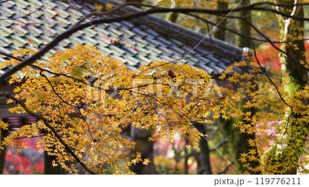 神戸・瑞宝寺公園を彩る紅葉 fall foliage in Zuihoji Park, Japan 119776211