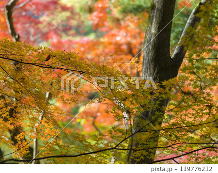 神戸・瑞宝寺公園の紅葉 / fall foliage in Zuihoji Park, Japan 119776212