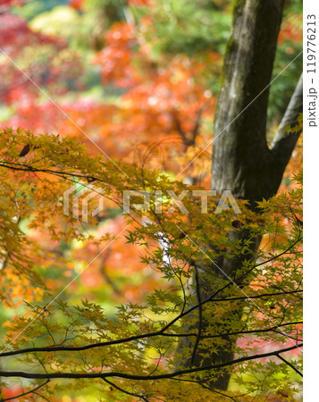 神戸・瑞宝寺公園の紅葉 / fall foliage in Zuihoji Park, Japan 119776213