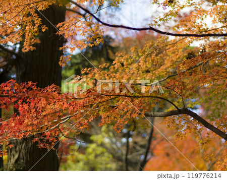 神戸・瑞宝寺公園の紅葉 / fall foliage in Zuihoji Park, Japan 119776214