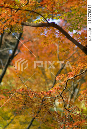 神戸・瑞宝寺公園の紅葉 / fall foliage in Zuihoji Park, Japan 119776215