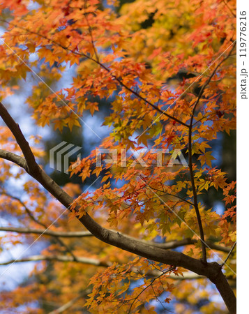 神戸・瑞宝寺公園の紅葉 / fall foliage in Zuihoji Park, Japan 119776216