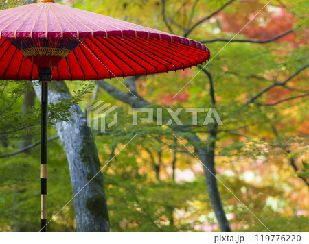神戸・瑞宝寺公園の赤い和傘と紅葉 Zuihoji Park, Kobe, Japan 119776220