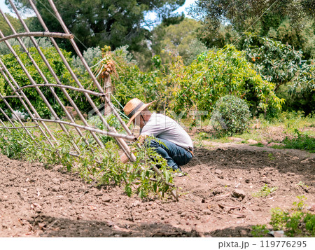 Gardener Tending Plants in Sunny Garden 119776295