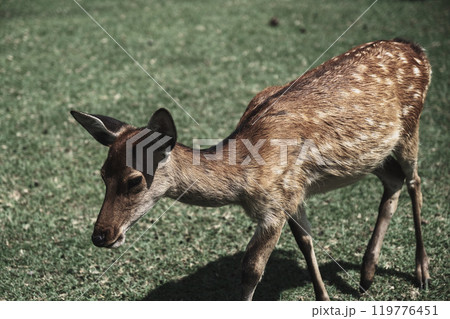 [奈良公園]可愛らしい鹿 119776451