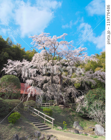 一本桜 - 雪村庵の雪村桜 (2021年4月) 一本桜 - 雪村庵の雪村桜 (2021年4月) 119776486