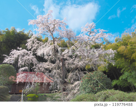 一本桜 - 雪村庵の雪村桜 （2021年4月） 119776488