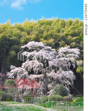 一本桜 - 雪村庵の雪村桜 （2021年4月） 119776489